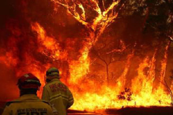 Australian Bushfires: How you can help