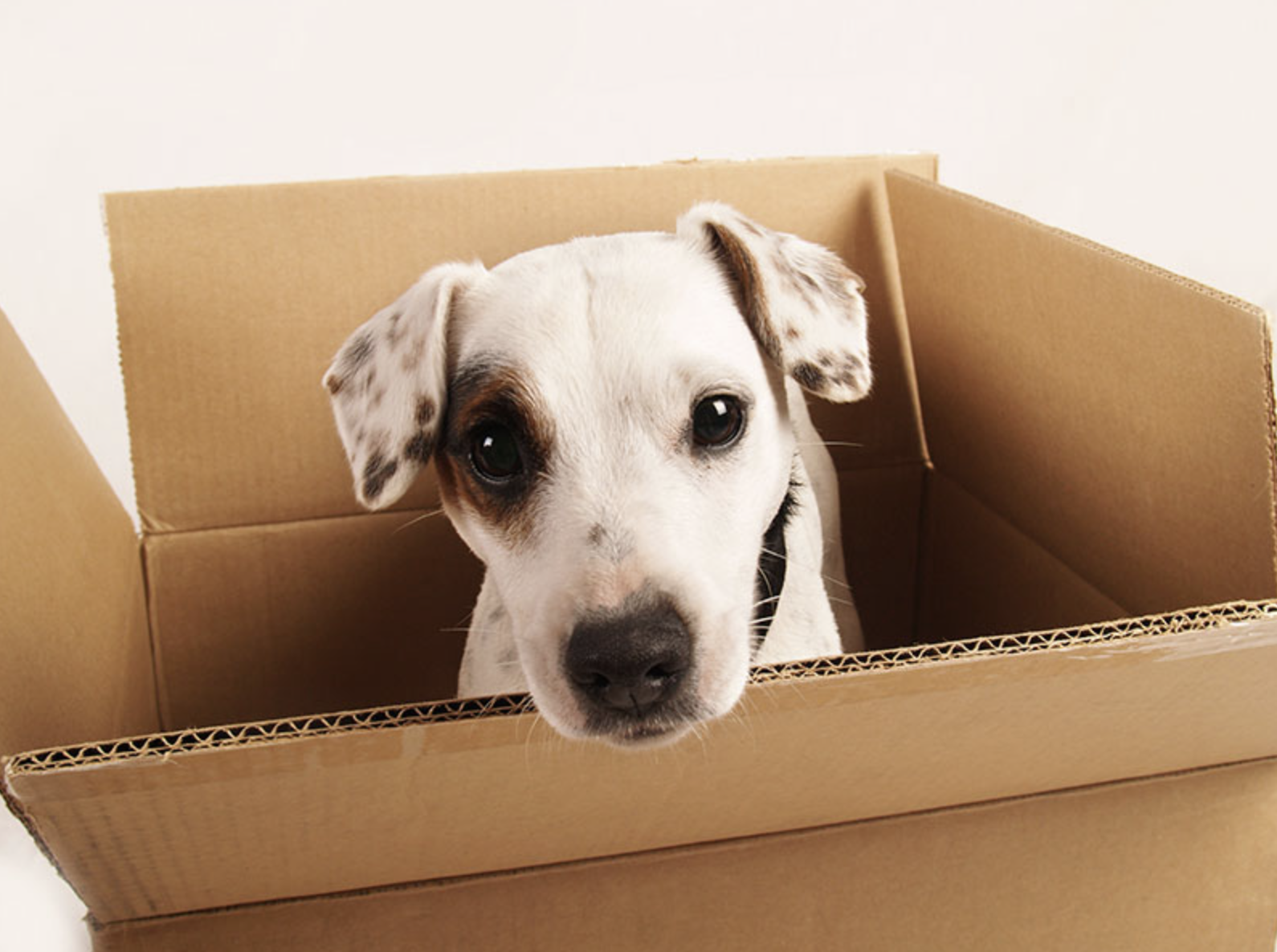 How To: Move House With A Dog
