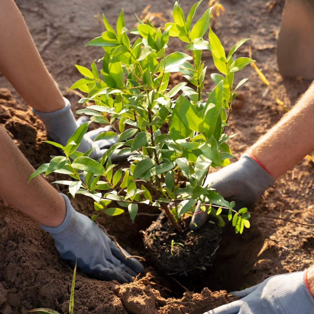 Our Community Impact: Tree Planting