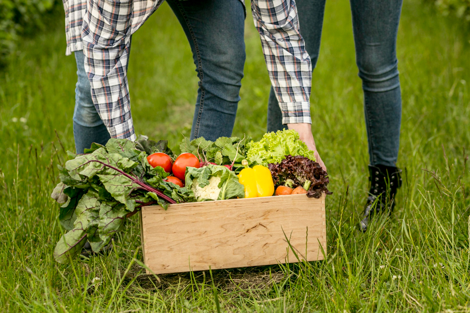 Starting Your Own Veggie Garden in Australia